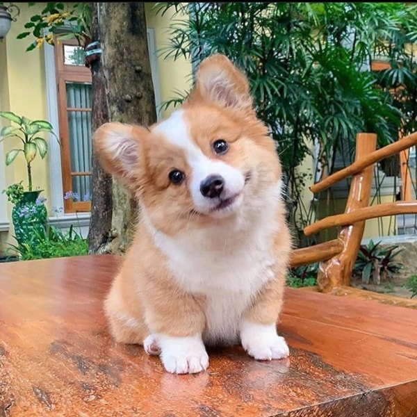 Chien-chiot-corgi-souriant